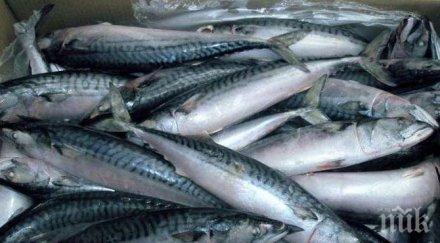 дребномащабният риболов черно море отделя стопанския