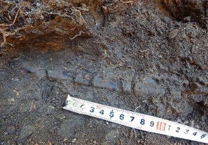 научна експедиция трънско откри останки динозаври части праисторически костенурки