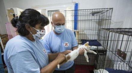 наша ветеринарна докторка грижи бездомни животни взрива бейрут снимка