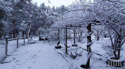 снегът заваля австралия бразилия видео