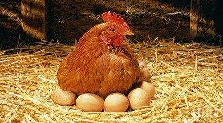 откачена работа жена мисли кокошка