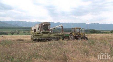 дфз глобява зърнопроизводители заради задължения