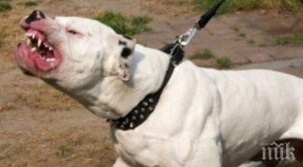 куче разкъса дете пловдивско село хирурзи кърпят