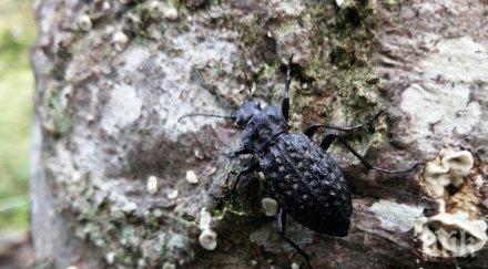 постижение откриха редкия грапав бегач българия години