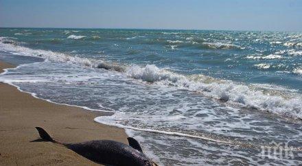 мъртви делфини изплуваха бреговете мавриций петролния разлив