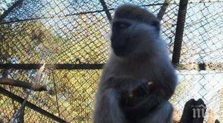 маймуните столичния зоопарк скоро радват клетки