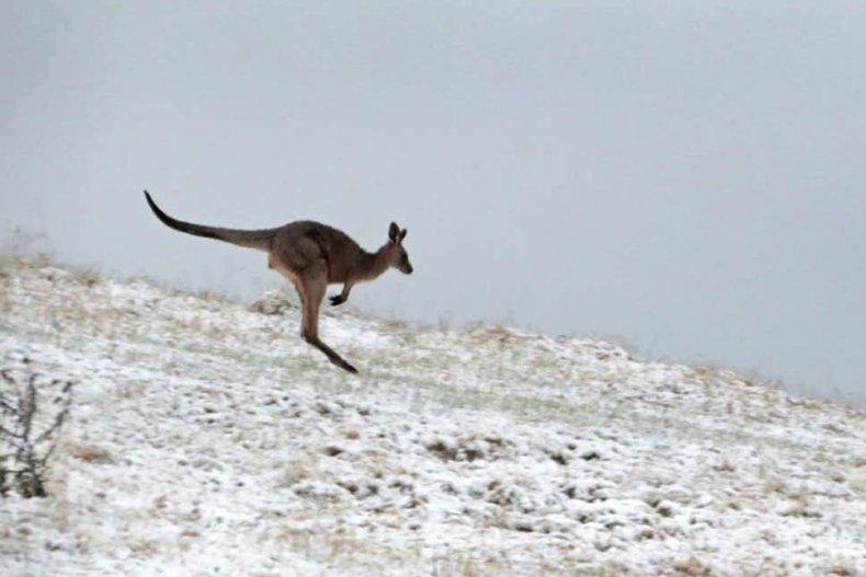 ВАДЕТЕ ШЕЙНИТЕ: Сняг заваля в Австралия