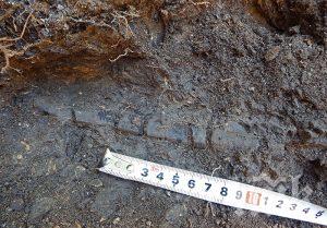 Научна експедиция в Трънско откри нови останки от динозаври и части от праисторически костенурки
