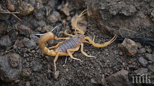 Скорпион ухапа жена - оказал се в купеното от нея грозде 