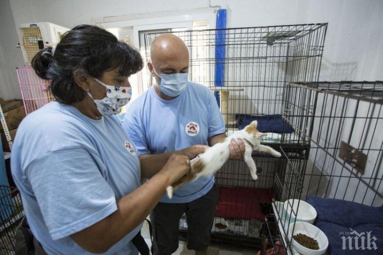 Наша ветеринарна докторка се грижи за бездомни животни след взрива в Бейрут (СНИМКА)
