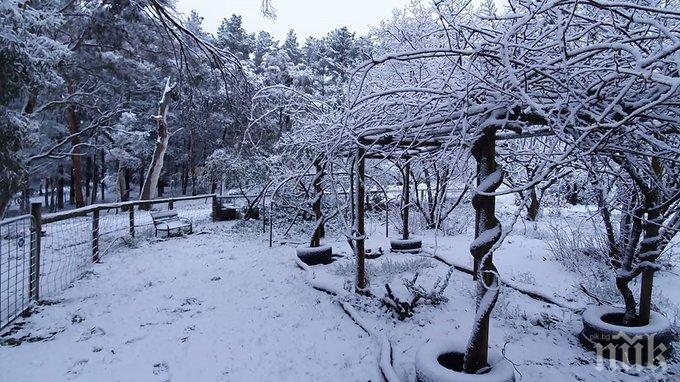 Снегът заваля в Австралия и Бразилия (ВИДЕО)
