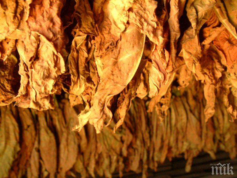 Близо 80 процента от тютюна е прибран
