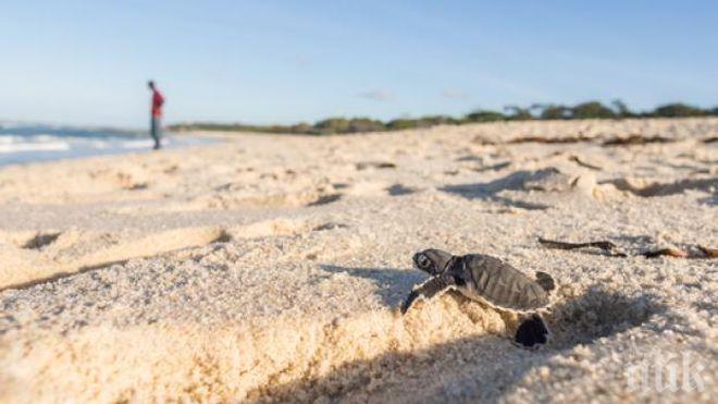 Рекорден брой костенурки се излюпиха на плаж в Турция