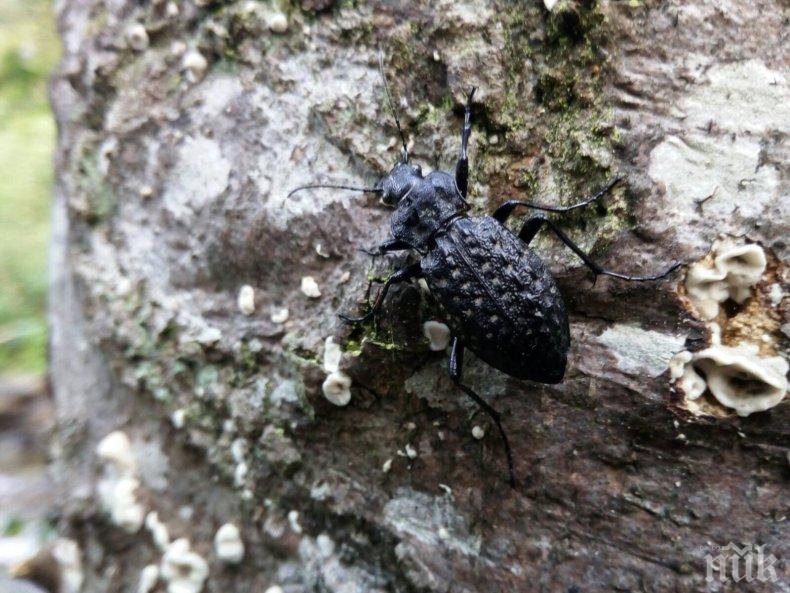 ПОСТИЖЕНИЕ: Откриха редкия грапав бегач в България след 50 години 