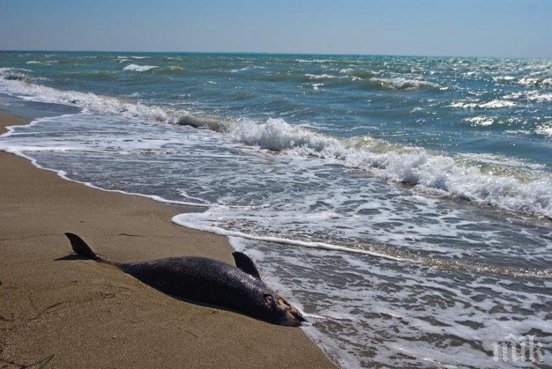 Мъртви делфини изплуваха край бреговете на Мавриций след петролния разлив 