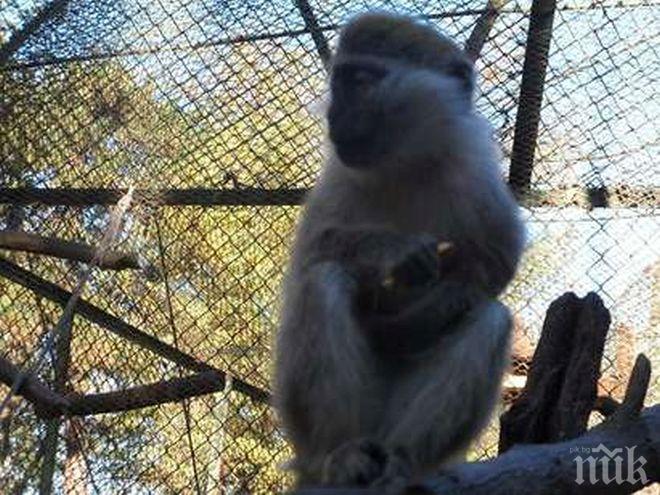 Маймуните в столичния зоопарк скоро ще се радват на нови клетки