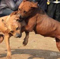 Зверство: Изхвърлят питбули и ротвайлери на улицата 