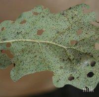 Паразит от Северна Америка напада горите по морето 