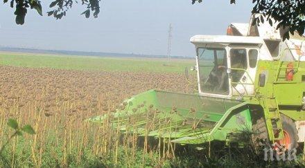 134 килограма декар слънчоглед прибират района добрич