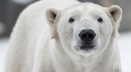 полярна мечка уби човек остров шпицберген