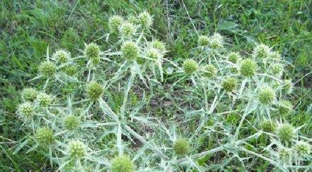 билката помага проблеми простата