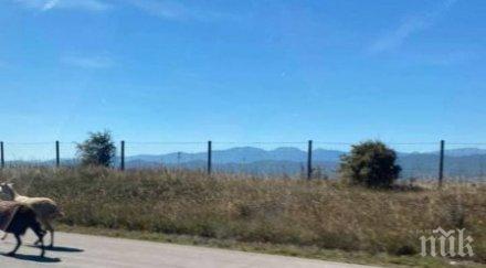 овце изскочиха тракия ихтиман