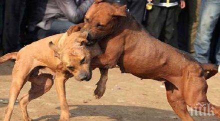 зверство изхвърлят питбули ротвайлери улицата