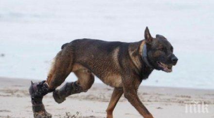 награждават куче герой спасило британски войници афганистан