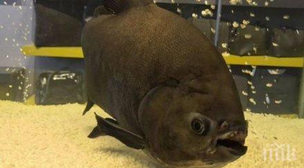 старата пираня света стана години