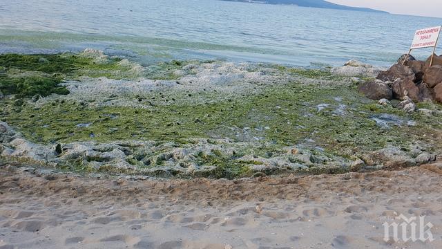 Министерството на туризма с официална позиция за замърсяването по Черноморието