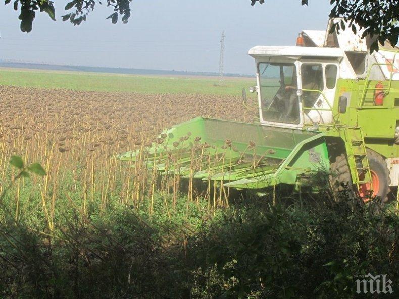 ПРОБЛЕМ: Украйна ни залива с евтин слънчоглед