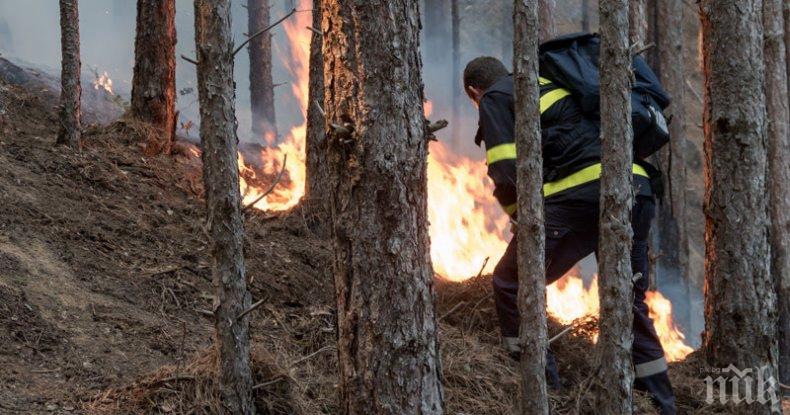 Гора пламна над две родопски села до Пловдив 