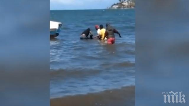 Рибари на Мавриций се опитват да спасят десетки делфини