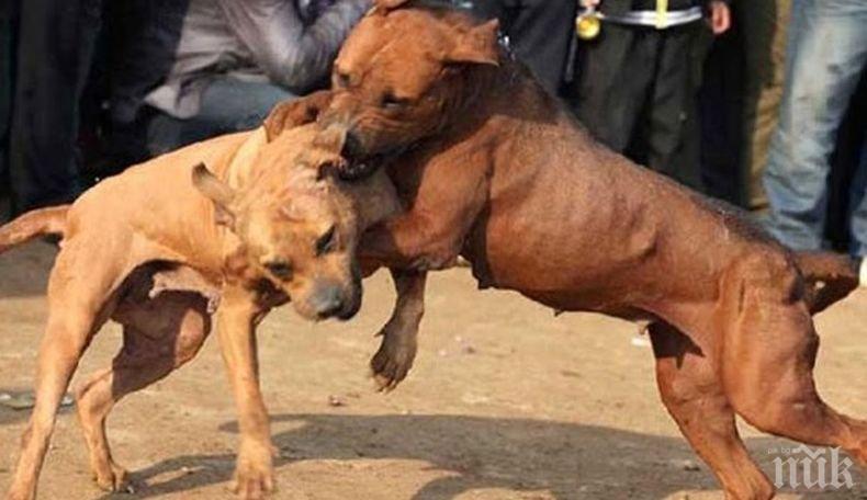 Зверство: Изхвърлят питбули и ротвайлери на улицата 