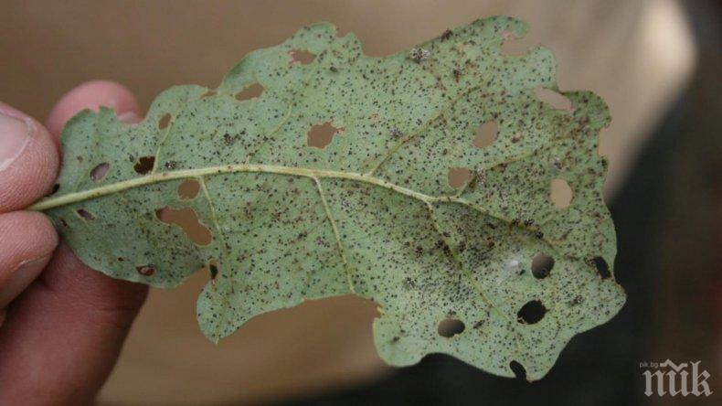 Паразит от Северна Америка напада горите по морето 