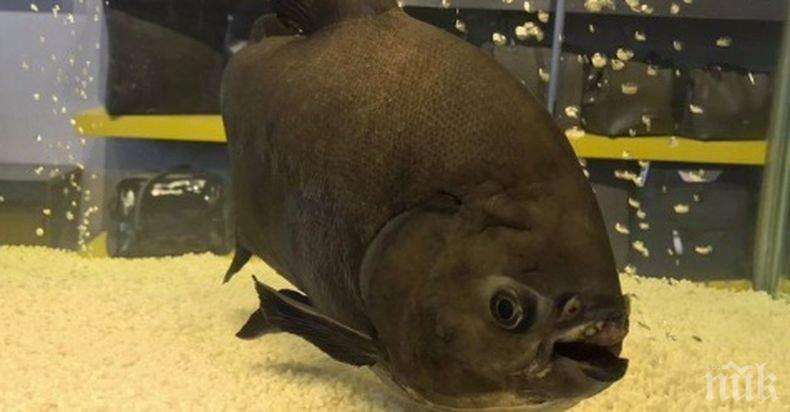 Най-старата пираня в света стана на 33 години