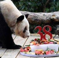 Най-възрастната панда в света навърши 38 години