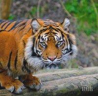 Рядък суматрански тигър умря в капан