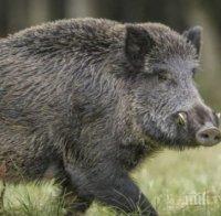 Регистрираха случаи на Африканска чума по диви свине в Ямболско