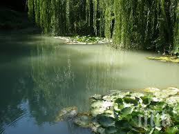 прокуратурата проверява мора растенията ботаническата градина варна