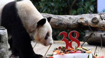 възрастната панда света навърши години