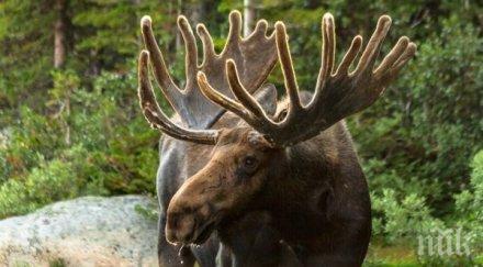 смъртоносна схватка лос уби ловеца рани стрела предишния ден