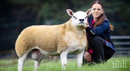 рекорд продадоха шестмесечно агне половин милион долара