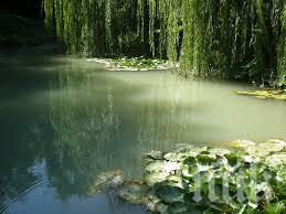 Прокуратурата ще проверява мора по растенията в Ботаническата градина на Варна