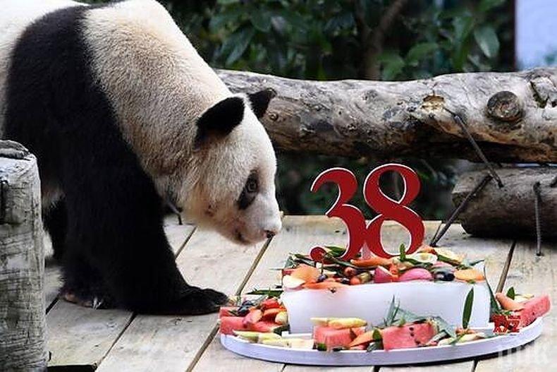 Най-възрастната панда в света навърши 38 години
