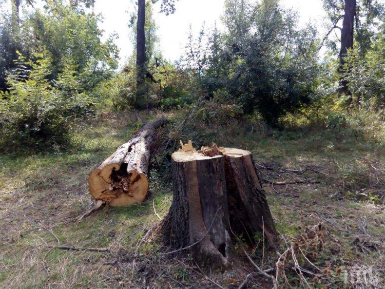 Бракониери секат гора в Севлиево