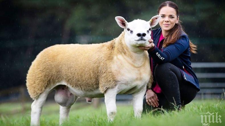РЕКОРД: Продадоха шестмесечно агне за половин милион долара