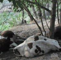 Извънземни избиха стадо крави в Тексас