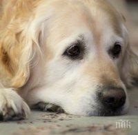 Странни и любопитни суеверия с кучета