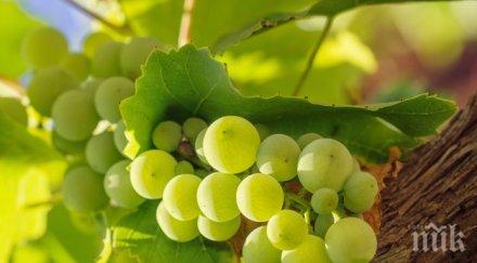 ароматна реколта мускат чака пещерска ракия